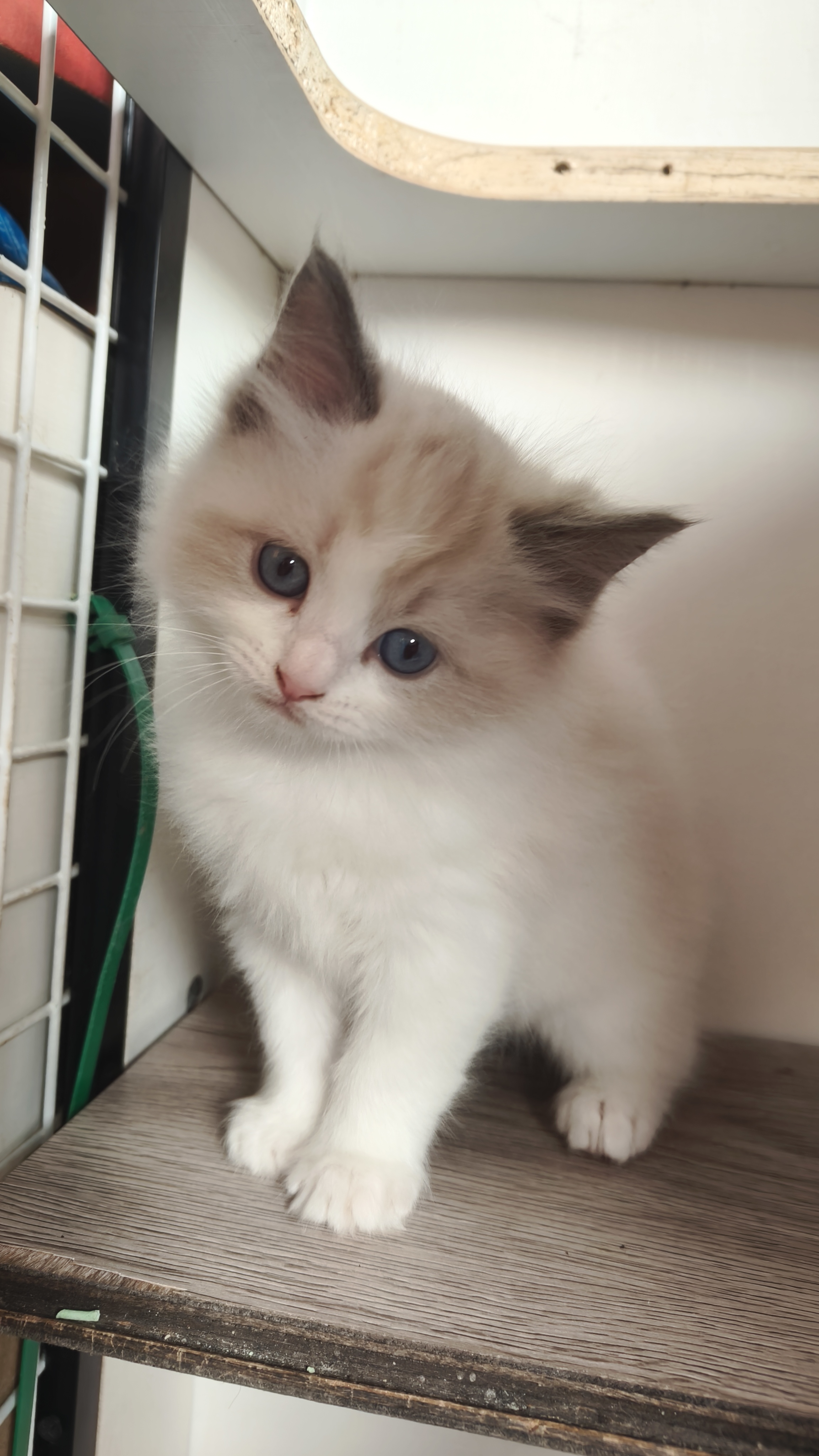 布偶弟弟，一个多月，已经会吃猫粮会用猫砂，喜欢的来，诚心出